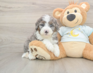 6 week old Mini Bernedoodle Puppy For Sale - Simply Southern Pups