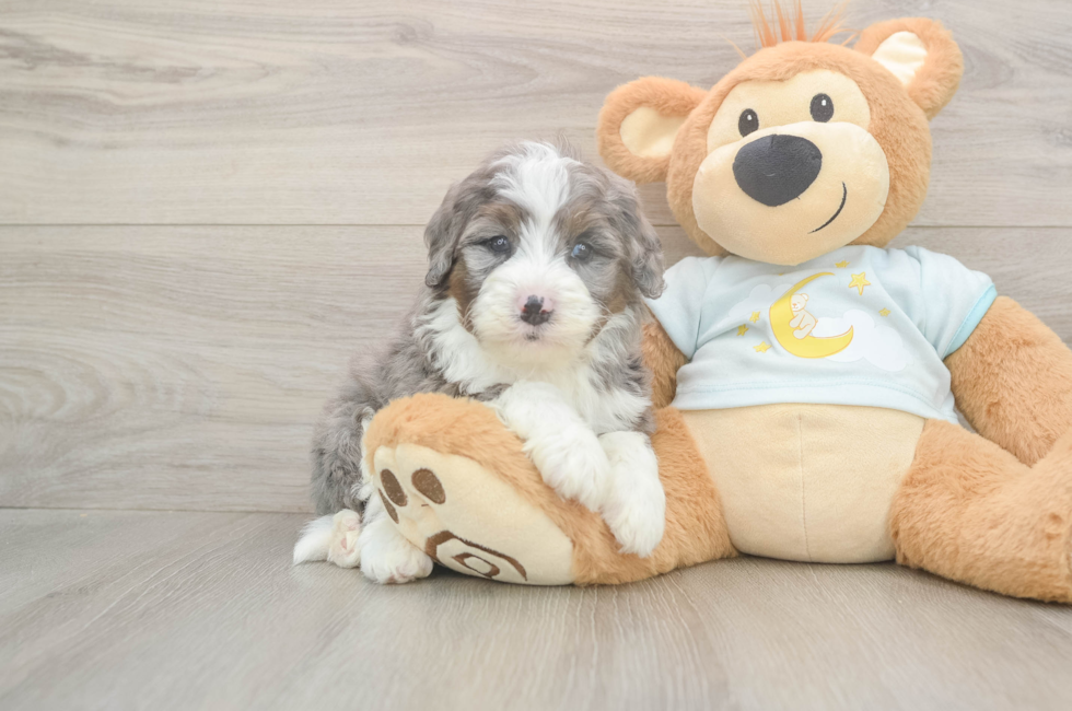 5 week old Mini Bernedoodle Puppy For Sale - Simply Southern Pups