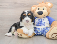 7 week old Mini Bernedoodle Puppy For Sale - Simply Southern Pups