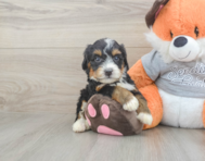 5 week old Mini Bernedoodle Puppy For Sale - Simply Southern Pups