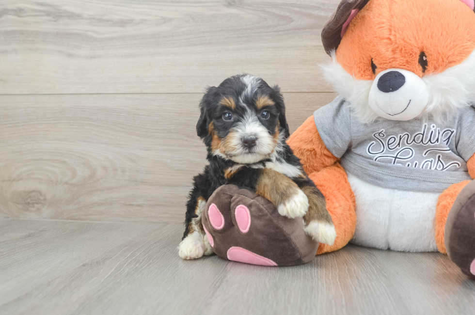4 week old Mini Bernedoodle Puppy For Sale - Simply Southern Pups
