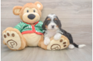 Playful Bernadoodle Poodle Mix Puppy
