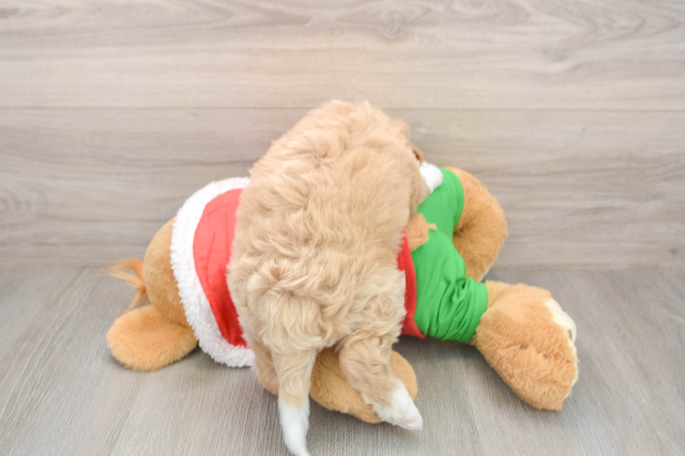 Mini Bernedoodle Puppy for Adoption