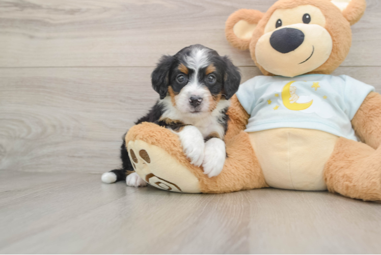 Best Mini Bernedoodle Baby