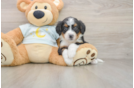 Best Mini Bernedoodle Baby