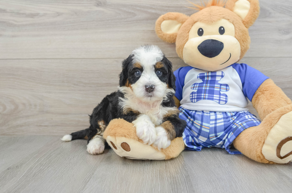 7 week old Mini Bernedoodle Puppy For Sale - Simply Southern Pups