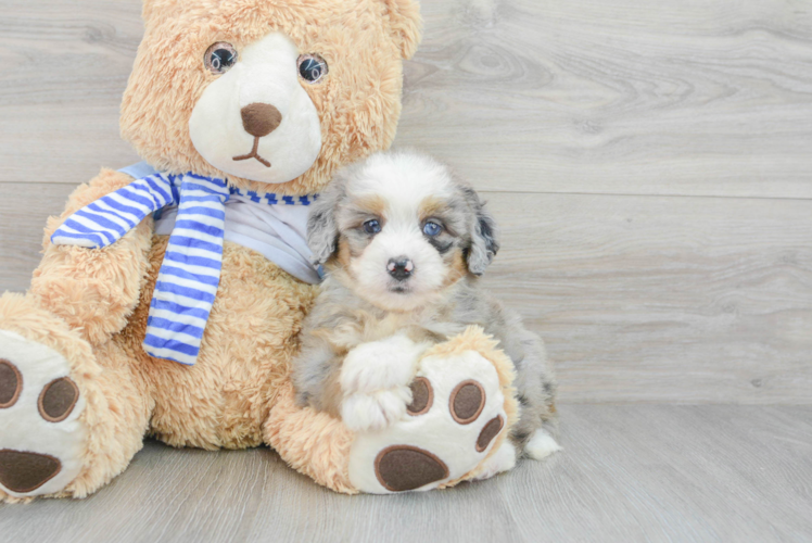 Mini Bernedoodle Puppy for Adoption