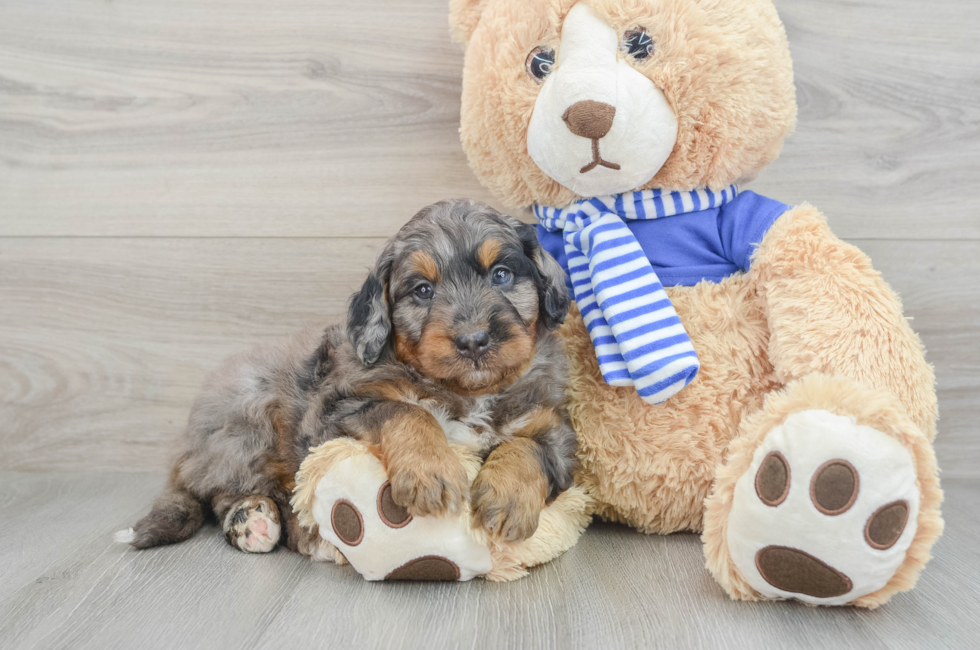 7 week old Mini Bernedoodle Puppy For Sale - Simply Southern Pups