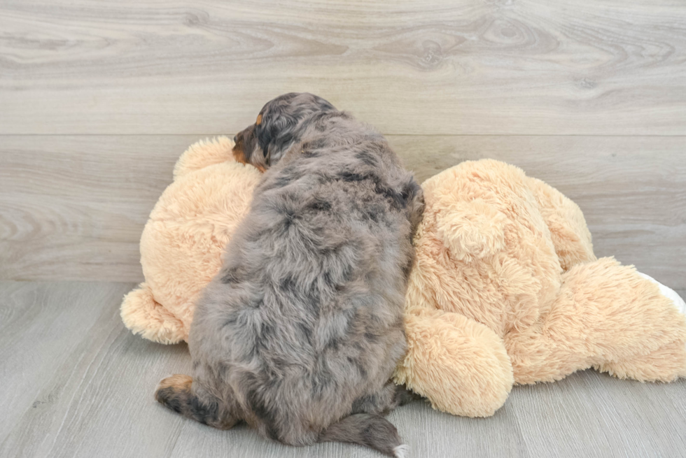 Friendly Mini Bernedoodle Baby