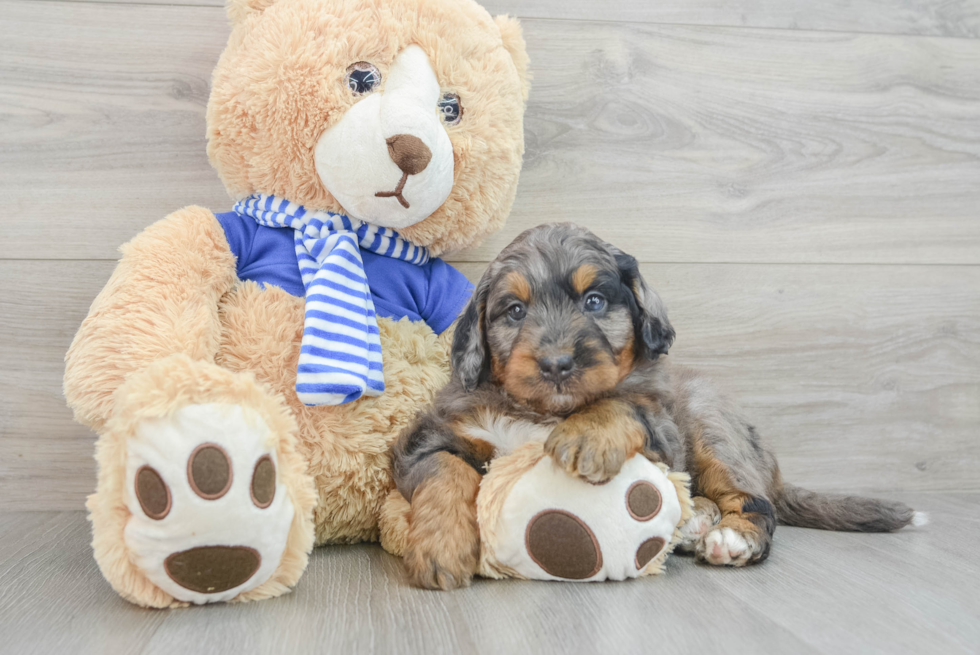 Happy Mini Bernedoodle Baby