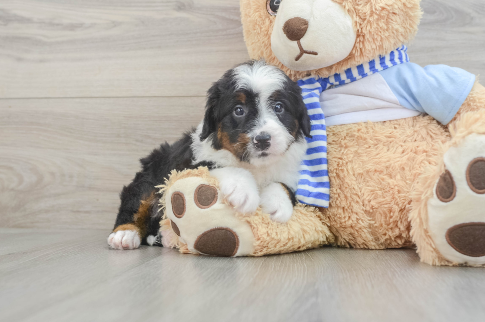 5 week old Mini Bernedoodle Puppy For Sale - Simply Southern Pups