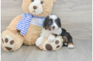 Best Mini Bernedoodle Baby