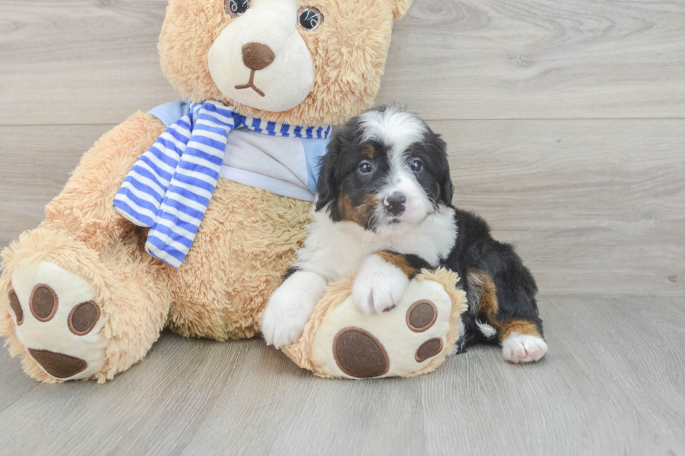 Best Mini Bernedoodle Baby