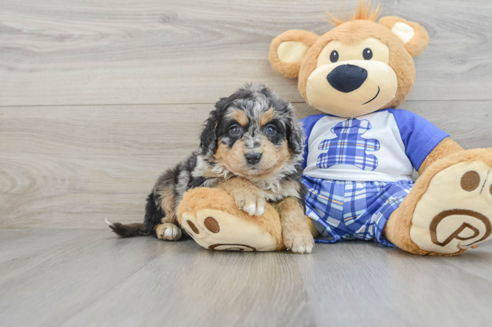 Friendly Mini Bernedoodle Baby