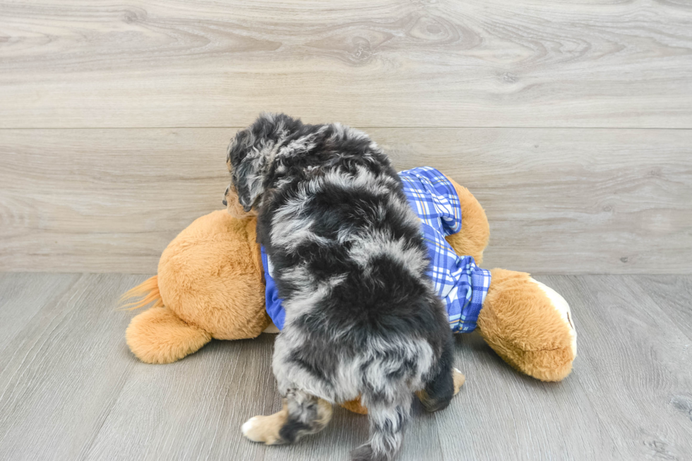 Best Mini Bernedoodle Baby