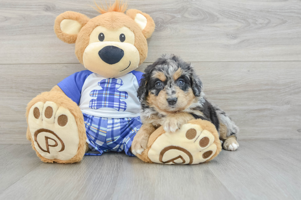 5 week old Mini Bernedoodle Puppy For Sale - Simply Southern Pups