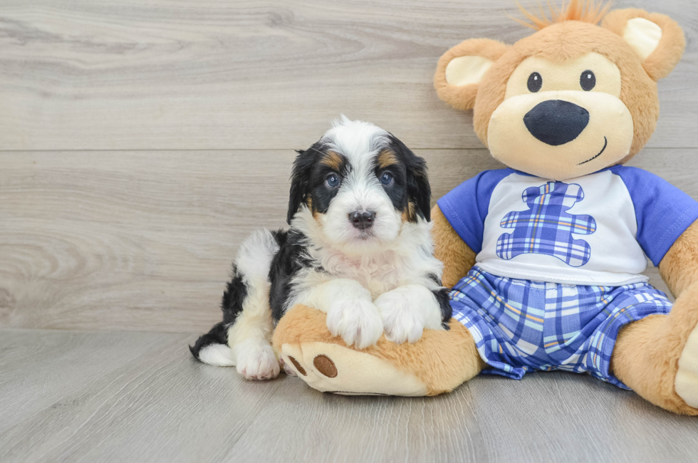 7 week old Mini Bernedoodle Puppy For Sale - Simply Southern Pups