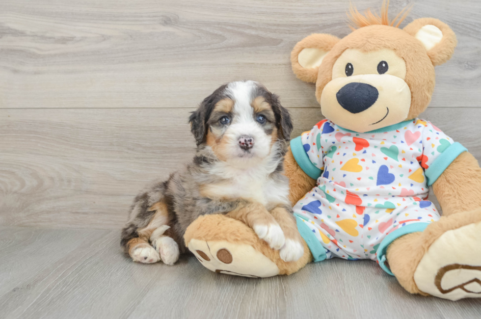 5 week old Mini Bernedoodle Puppy For Sale - Simply Southern Pups