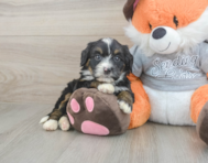 5 week old Mini Bernedoodle Puppy For Sale - Simply Southern Pups