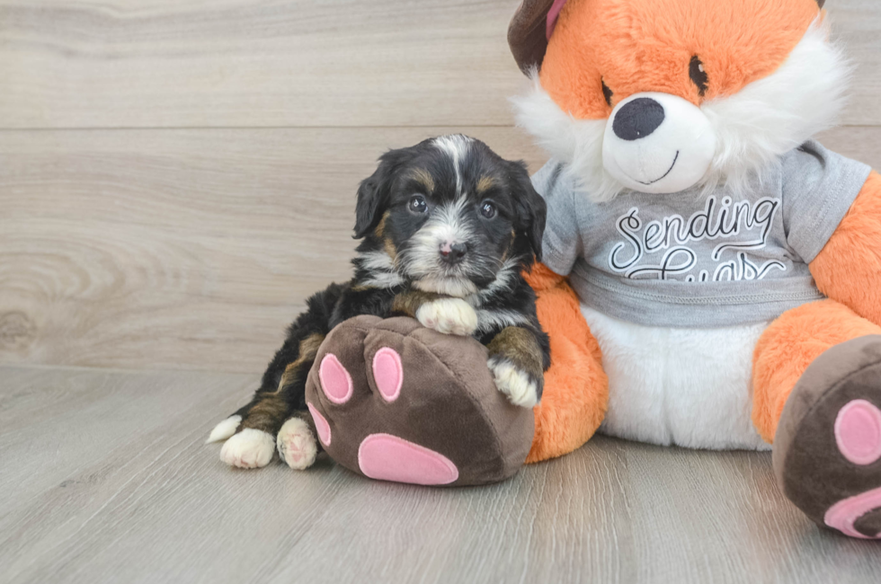 4 week old Mini Bernedoodle Puppy For Sale - Simply Southern Pups