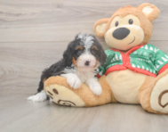 6 week old Mini Bernedoodle Puppy For Sale - Simply Southern Pups