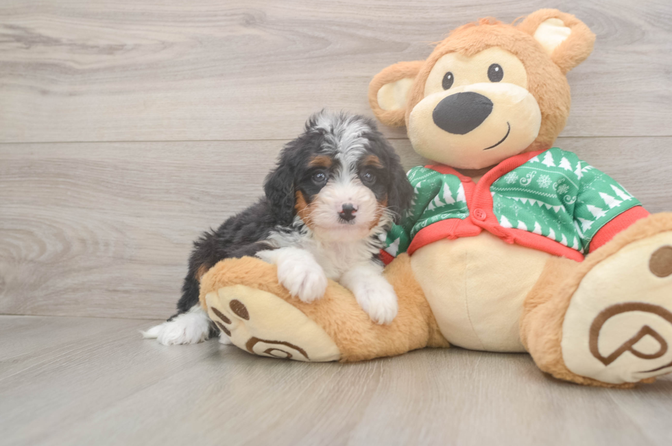 5 week old Mini Bernedoodle Puppy For Sale - Simply Southern Pups