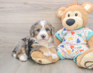 6 week old Mini Bernedoodle Puppy For Sale - Simply Southern Pups