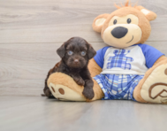 8 week old Mini Bernedoodle Puppy For Sale - Simply Southern Pups