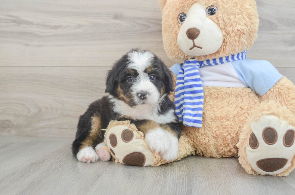 5 week old Mini Bernedoodle Puppy For Sale - Simply Southern Pups