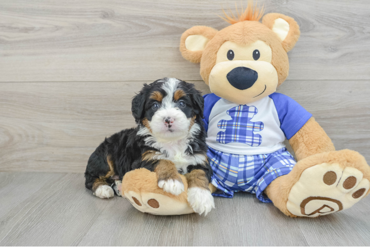 Smart Mini Bernedoodle Poodle Mix Pup