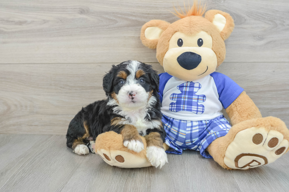 5 week old Mini Bernedoodle Puppy For Sale - Simply Southern Pups