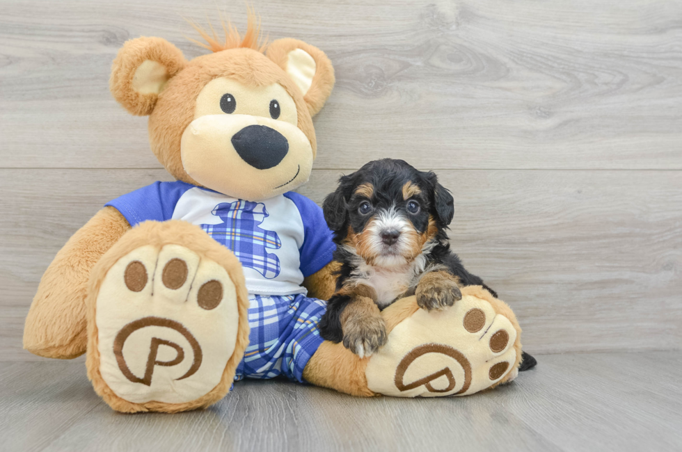 7 week old Mini Bernedoodle Puppy For Sale - Simply Southern Pups