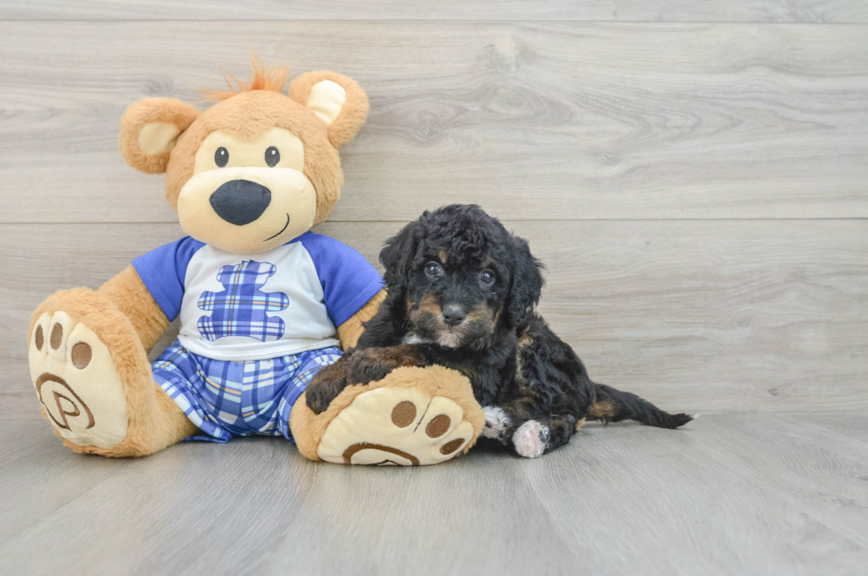 7 week old Mini Bernedoodle Puppy For Sale - Simply Southern Pups