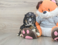 5 week old Mini Bernedoodle Puppy For Sale - Simply Southern Pups