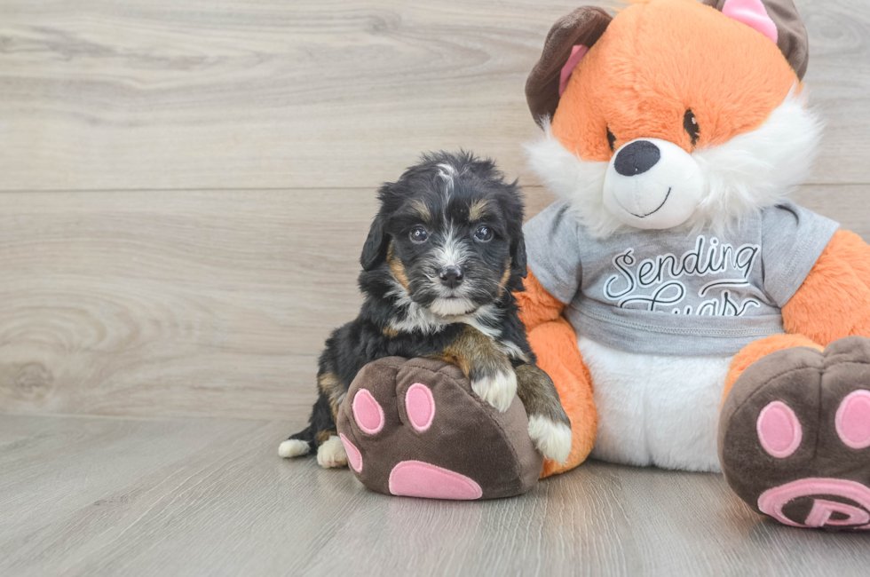 4 week old Mini Bernedoodle Puppy For Sale - Simply Southern Pups