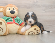 6 week old Mini Bernedoodle Puppy For Sale - Simply Southern Pups
