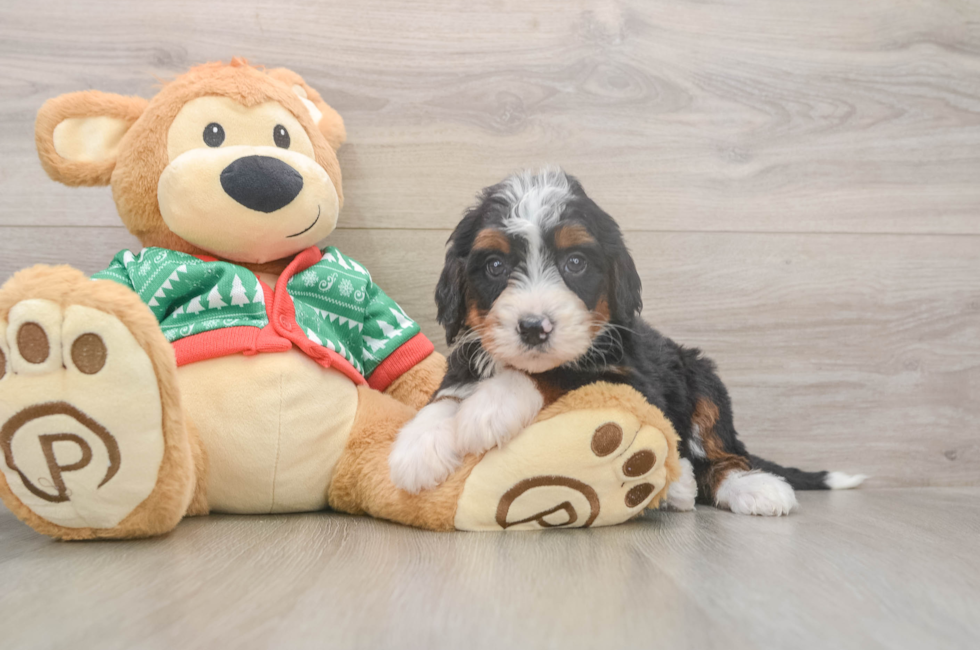 5 week old Mini Bernedoodle Puppy For Sale - Simply Southern Pups
