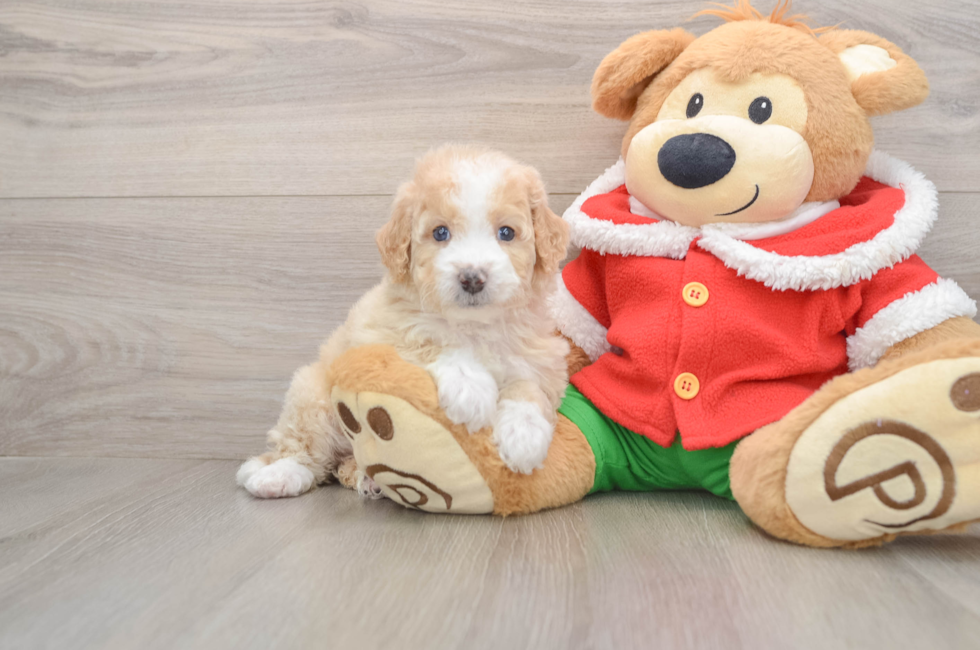 5 week old Mini Bernedoodle Puppy For Sale - Simply Southern Pups