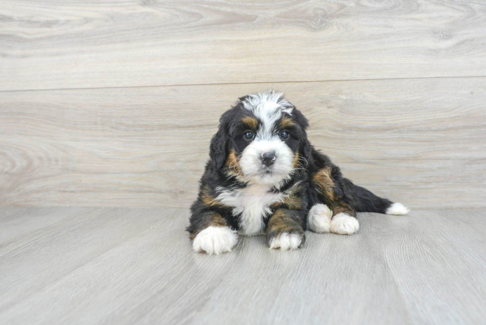 Best Mini Bernedoodle Baby