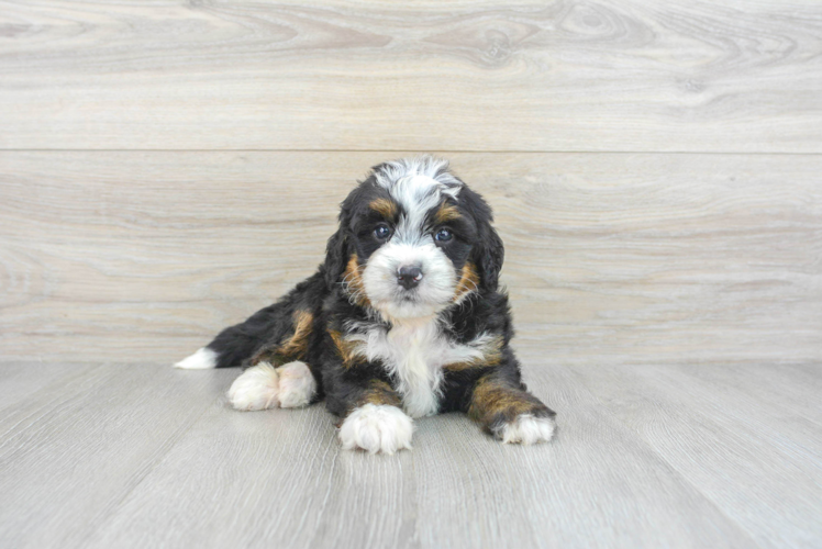Smart Mini Bernedoodle Poodle Mix Pup