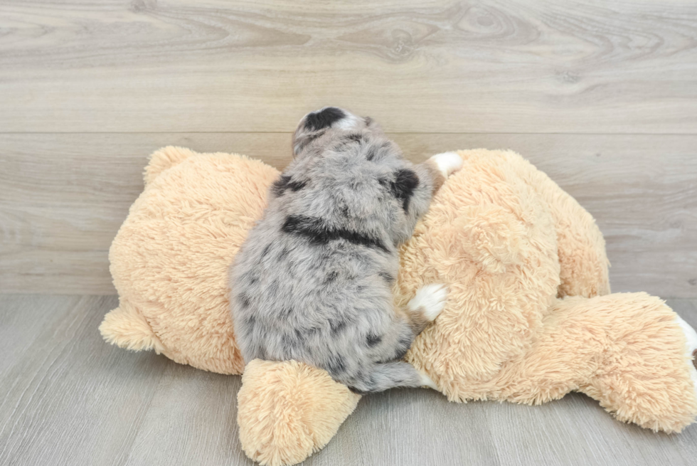 Smart Mini Bernedoodle Poodle Mix Pup