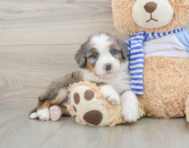 6 week old Mini Bernedoodle Puppy For Sale - Simply Southern Pups