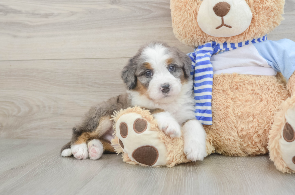 7 week old Mini Bernedoodle Puppy For Sale - Simply Southern Pups