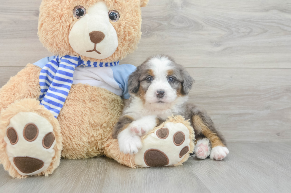 Happy Mini Bernedoodle Baby