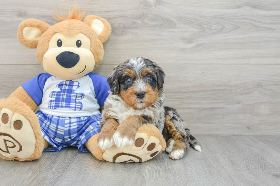 5 week old Mini Bernedoodle Puppy For Sale - Simply Southern Pups