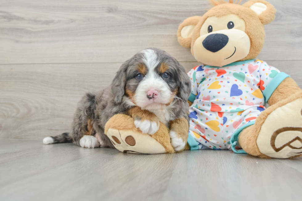 Best Mini Bernedoodle Baby