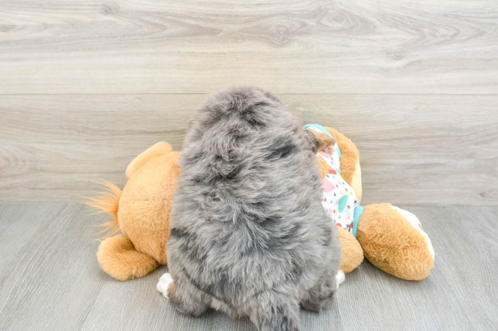 Adorable Mini Berniedoodle Poodle Mix Puppy