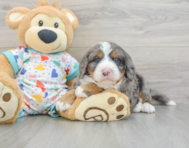 7 week old Mini Bernedoodle Puppy For Sale - Simply Southern Pups