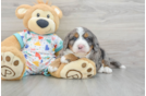 Happy Mini Bernedoodle Baby