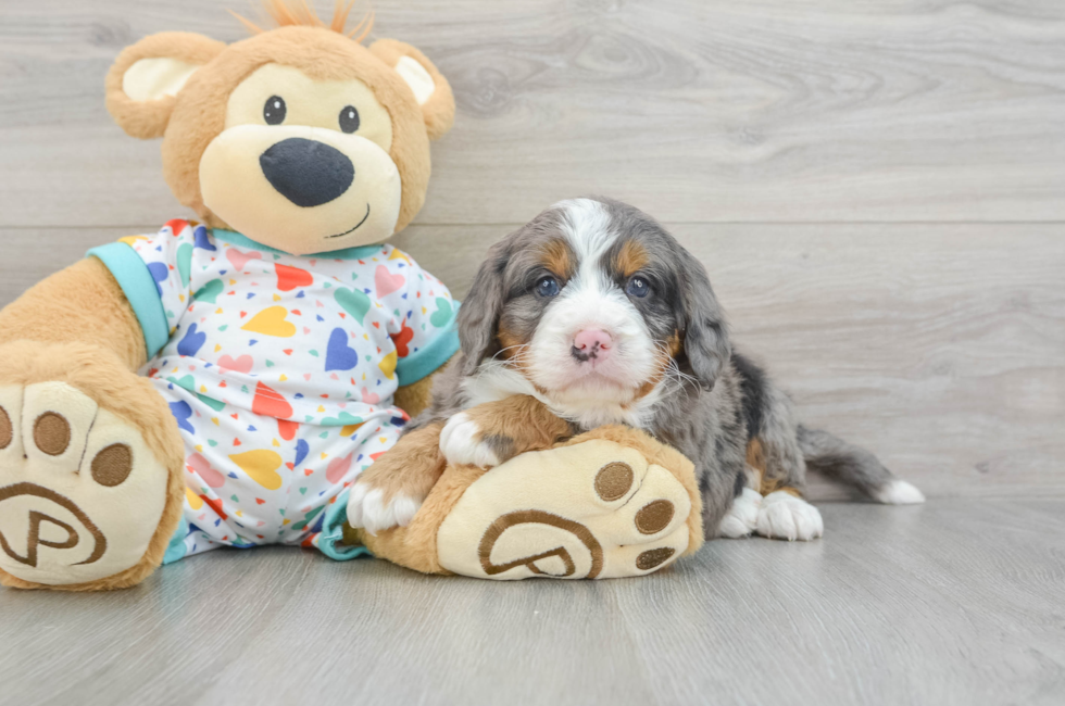 5 week old Mini Bernedoodle Puppy For Sale - Simply Southern Pups